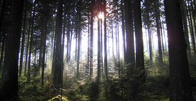 Naturpark aktiv 2023 - Waldbaden im Sommer: Kühle Waldfrische