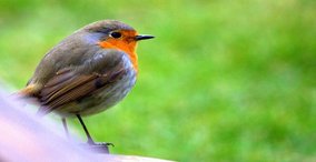 Naturpark aktiv 2024 – Vogelbeobachtung für Körper, Geist & Seele